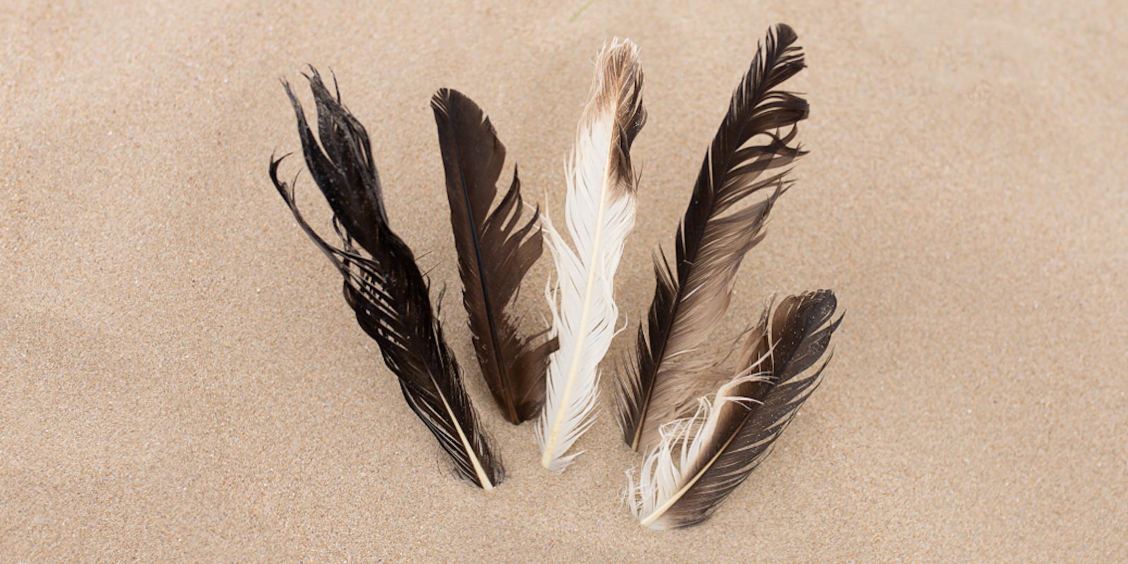 Feathers