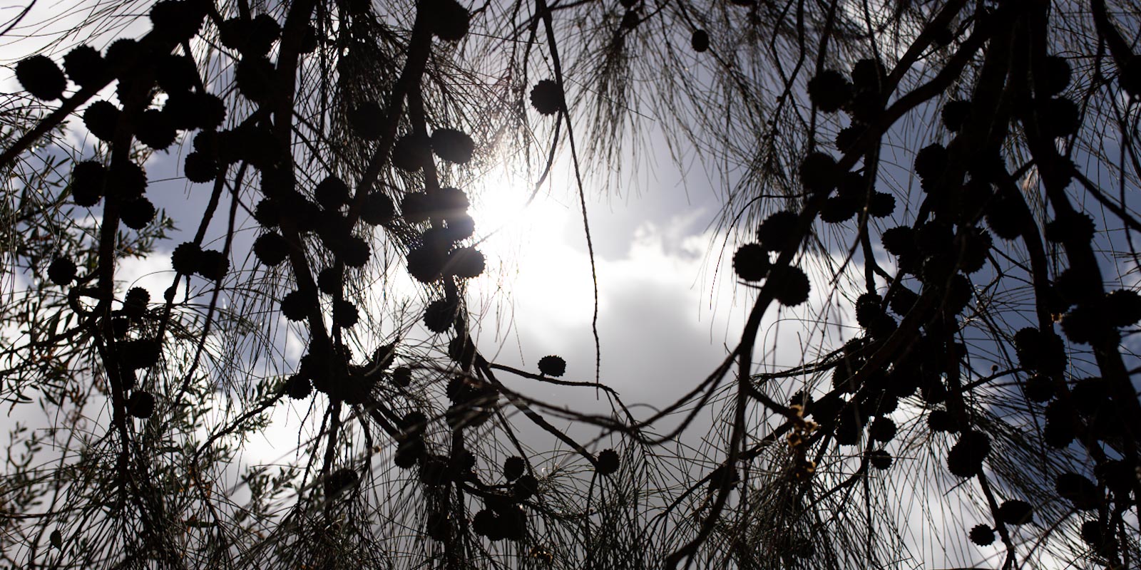 Seed pods on a tree