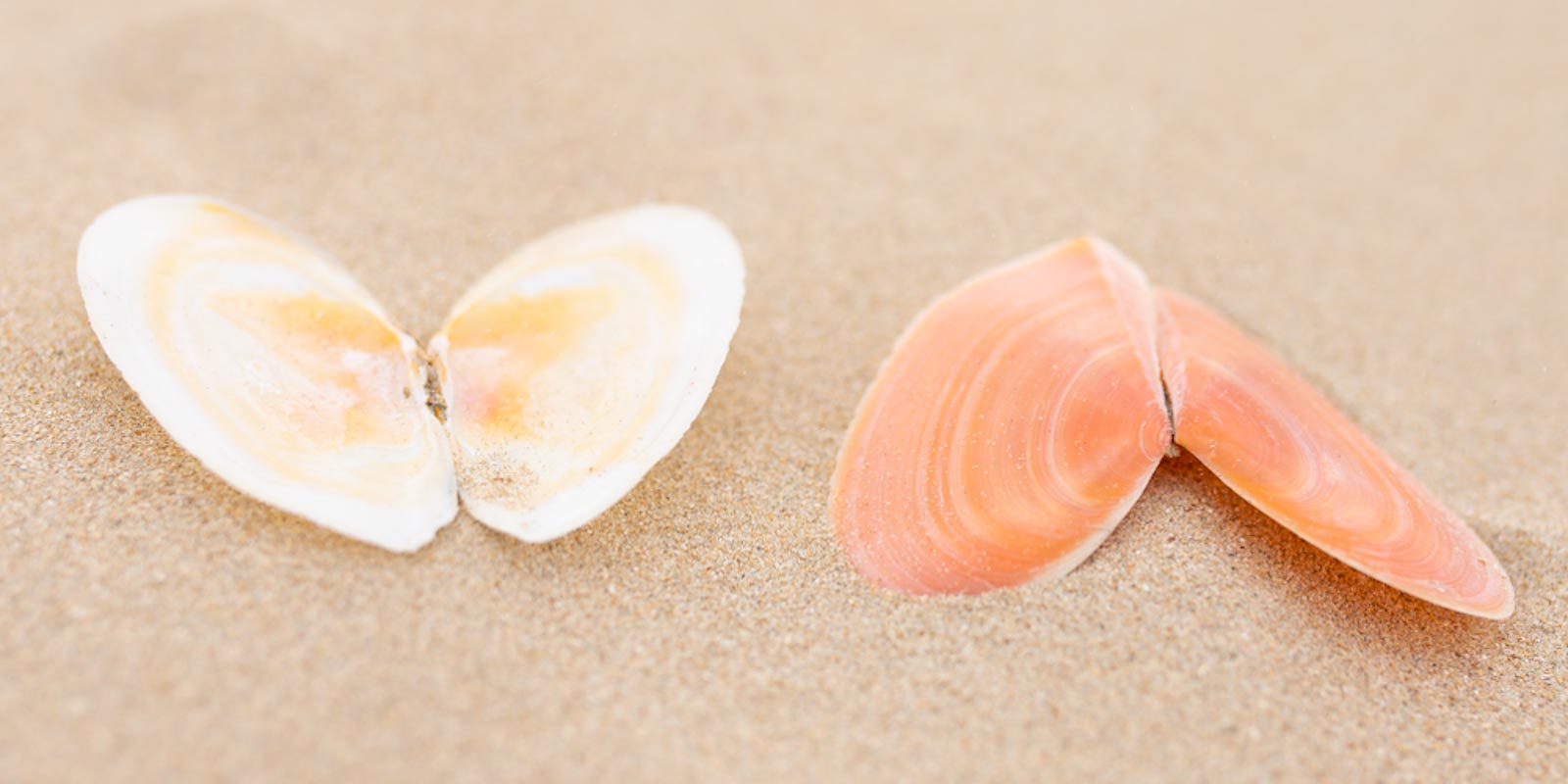 Shells