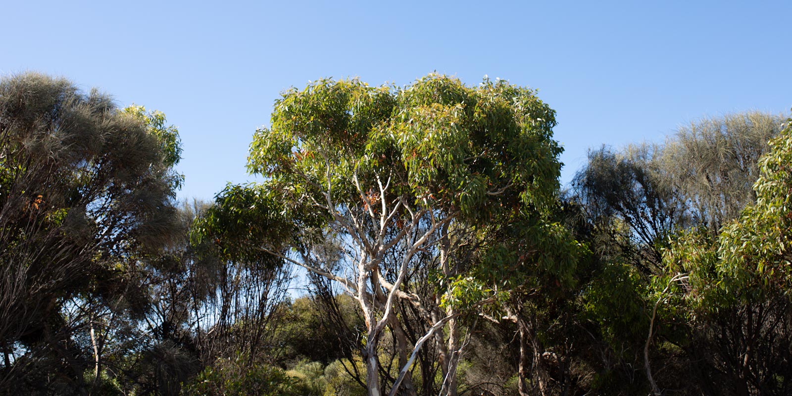 Trees and plants